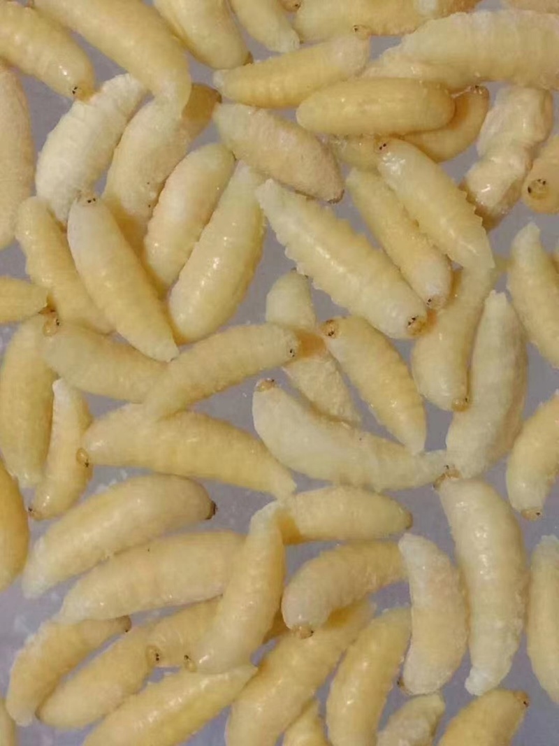 广州伟森特色食材熟冻金环一级蛹别名土蜂大王蛹