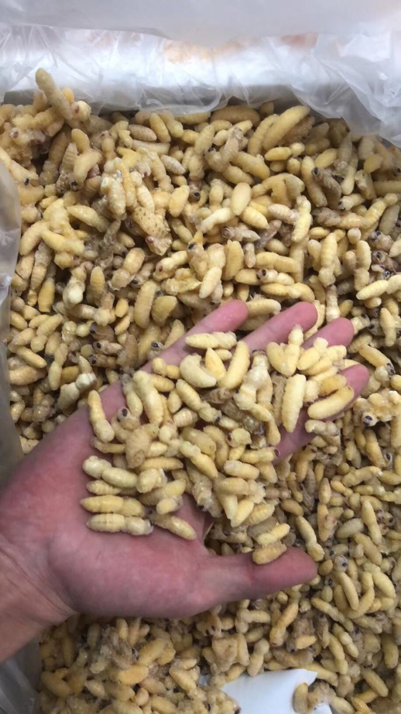 广州伟森特色食材熟冻金环一级蛹别名土蜂大王蛹