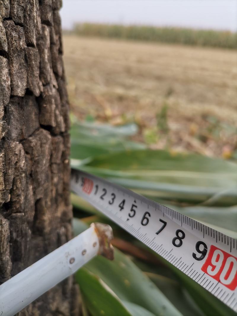 柿子树，30多年的树，树径30CM