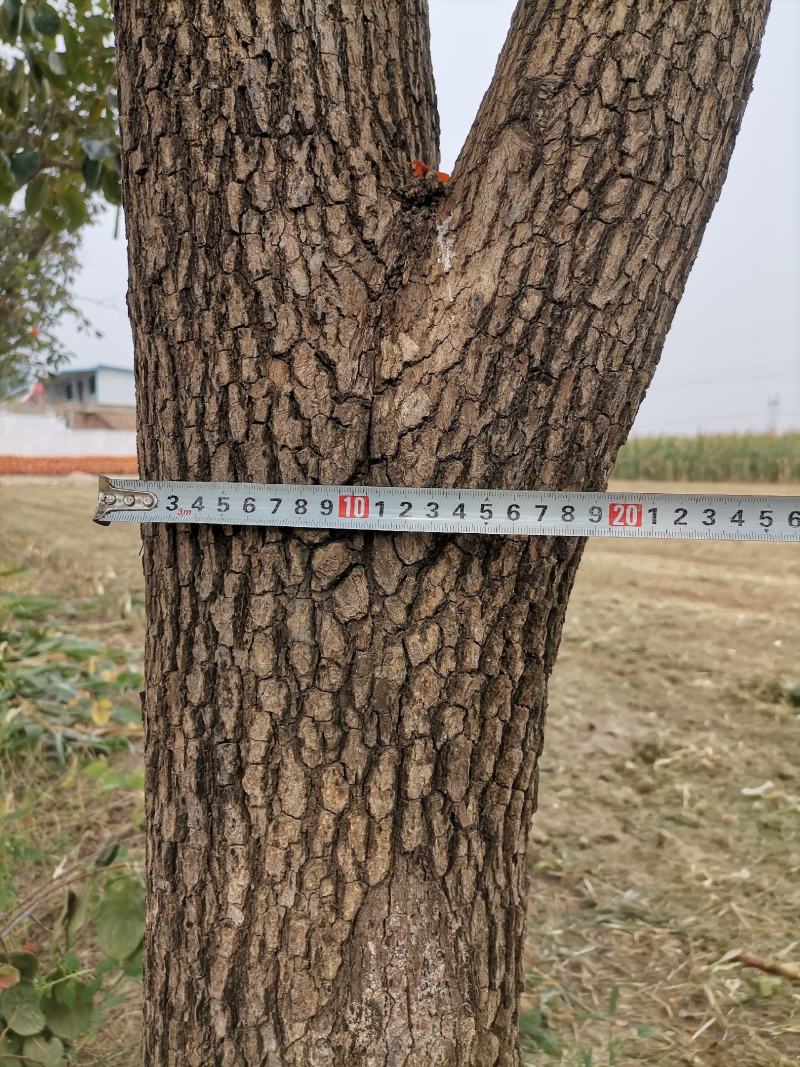 柿子树，30多年的树，树径30CM