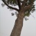柿子树，30多年的树，树径30CM