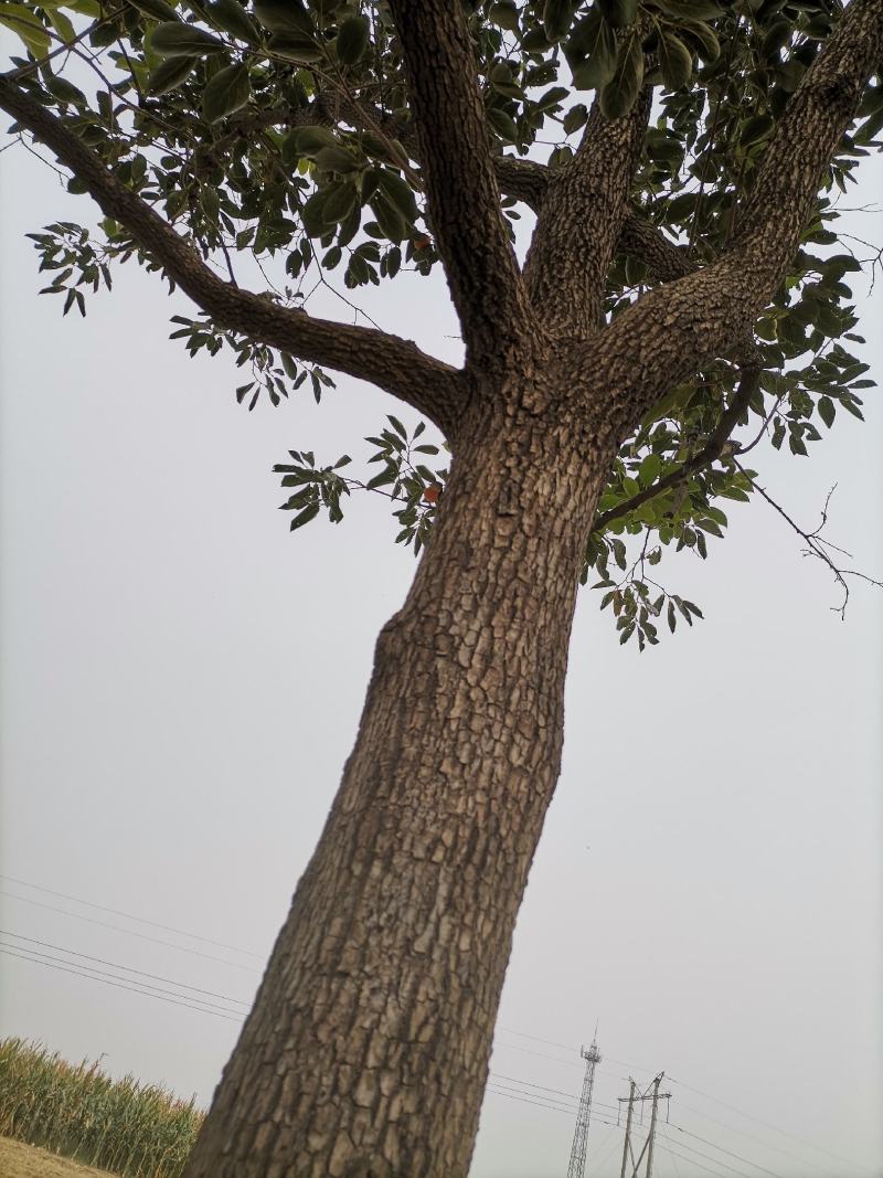 柿子树，30多年的树，树径30CM