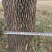 柿子树，30多年的树，树径30CM