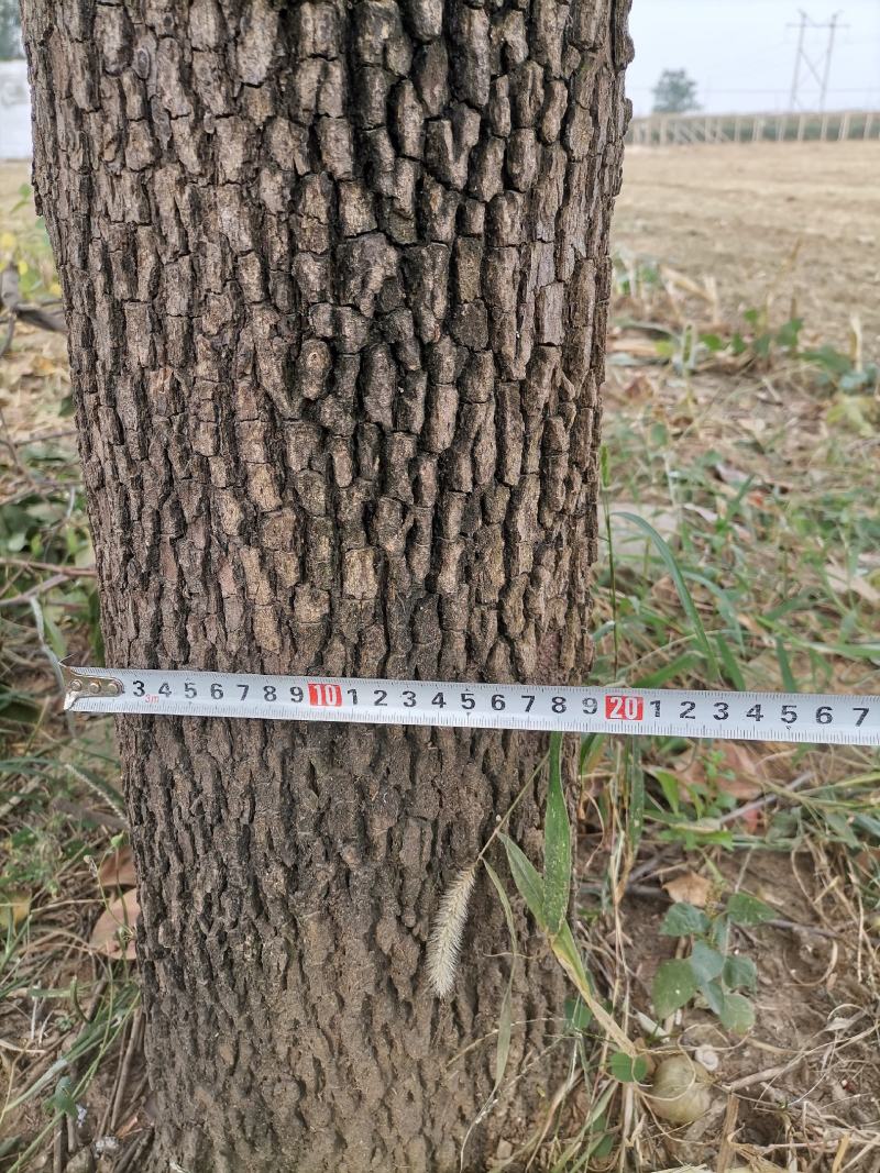柿子树，30多年的树，树径30CM