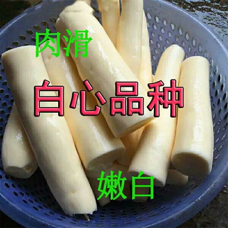木薯种苗面包薯黄木薯苗白红木薯苗淀粉专用木薯种子