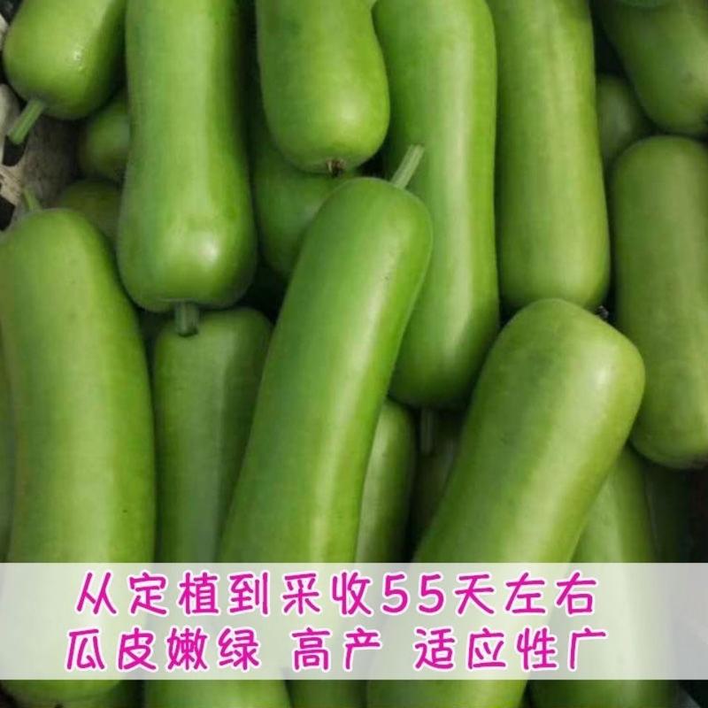 湖南邵阳基地直供早熟高产瓠瓜苗，提供技术，全国发货，