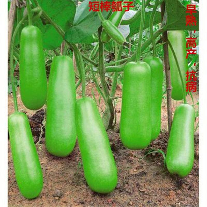 湖南邵阳基地直供早熟高产瓠瓜苗，提供技术，全国发货，