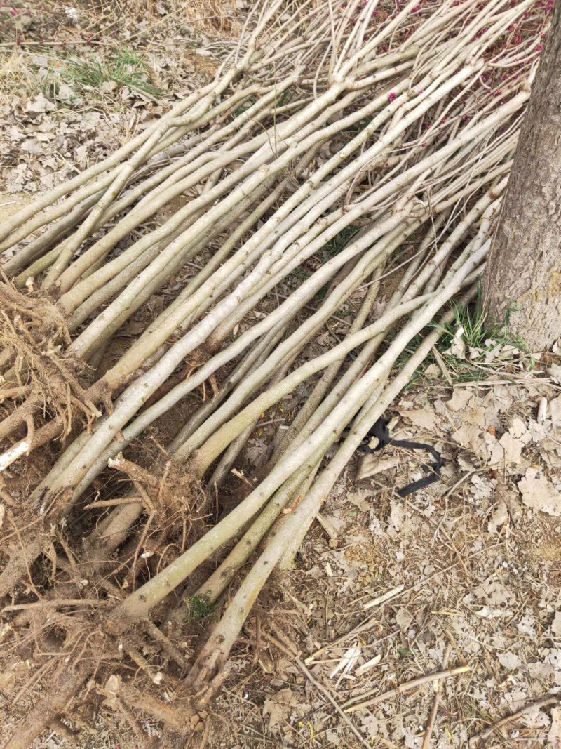 苗圃现有出圃紫荆花树小苗丛生独杆适合南北方种植