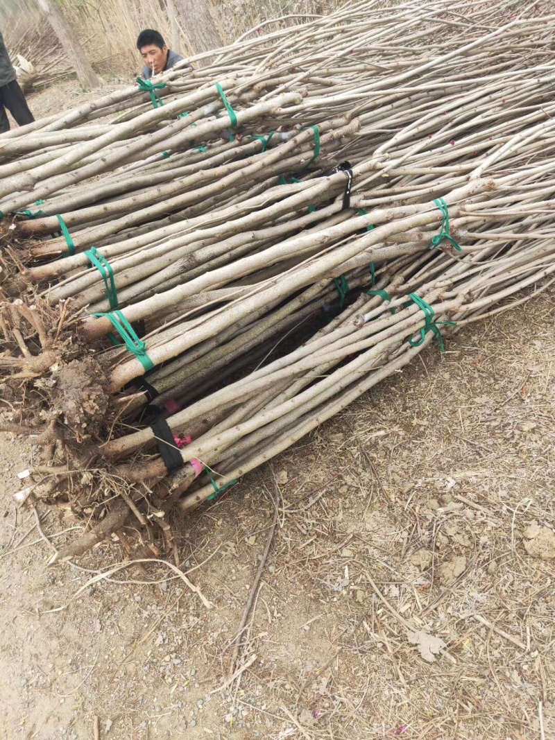 苗圃现有出圃紫荆花树小苗丛生独杆适合南北方种植