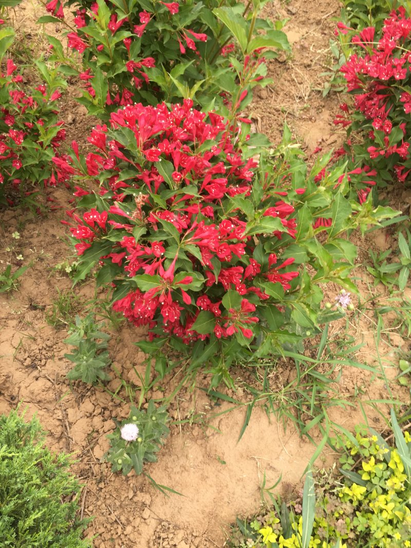 苗圃出售红王子锦带锦带花庭院种植绿化工程用苗