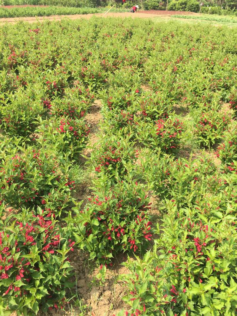苗圃出售红王子锦带锦带花庭院种植绿化工程用苗