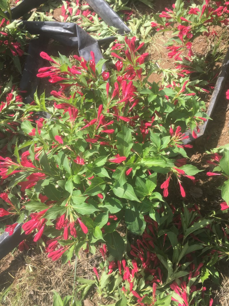 苗圃出售红王子锦带锦带花庭院种植绿化工程用苗