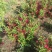 苗圃出售红王子锦带锦带花庭院种植绿化工程用苗