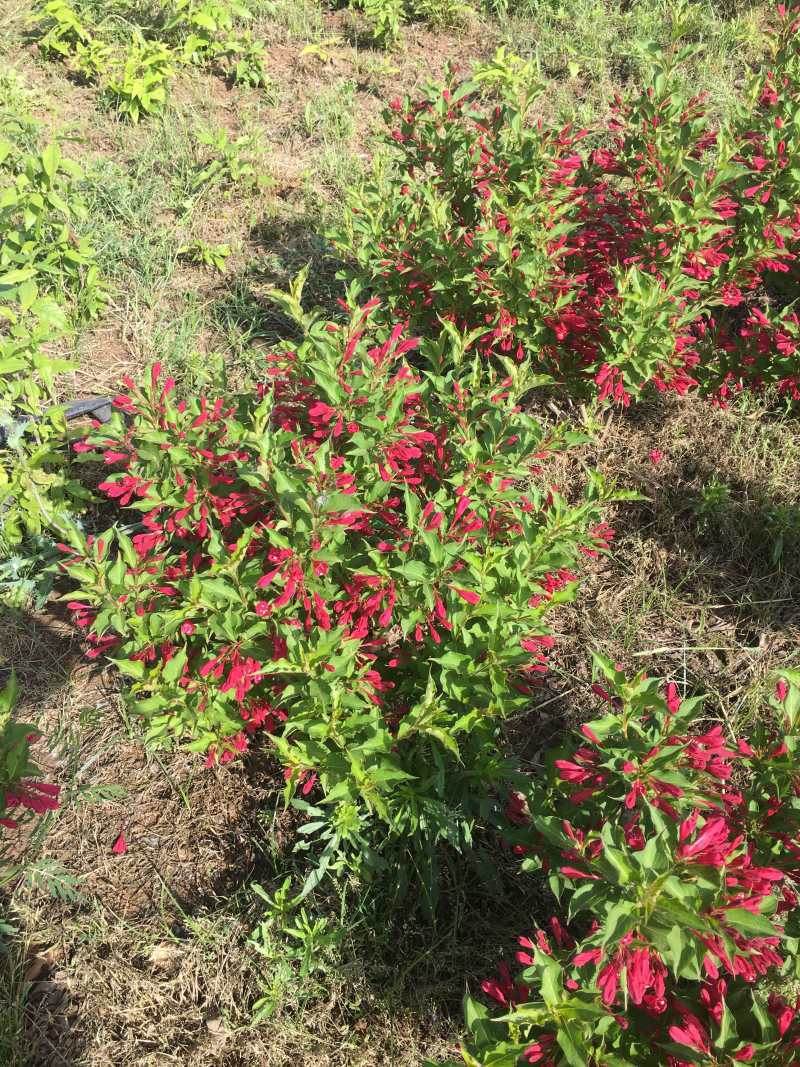 苗圃出售红王子锦带锦带花庭院种植绿化工程用苗