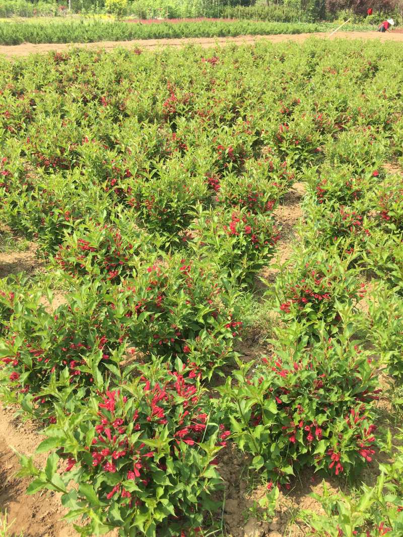 苗圃出售红王子锦带锦带花庭院种植绿化工程用苗