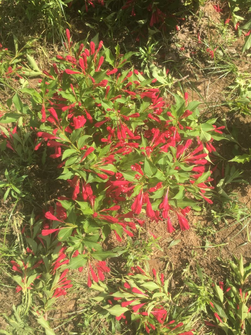 苗圃出售红王子锦带锦带花庭院种植绿化工程用苗