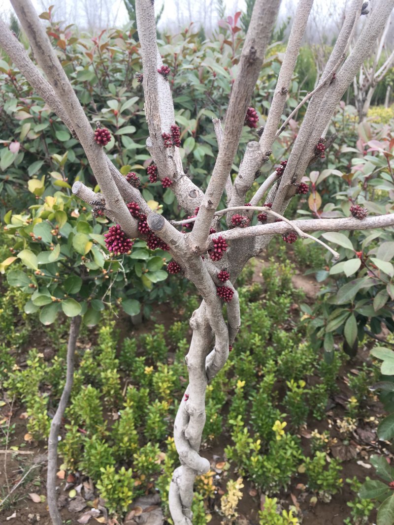 苗圃现有出圃紫荆花树小苗丛生独杆适合南北方种植