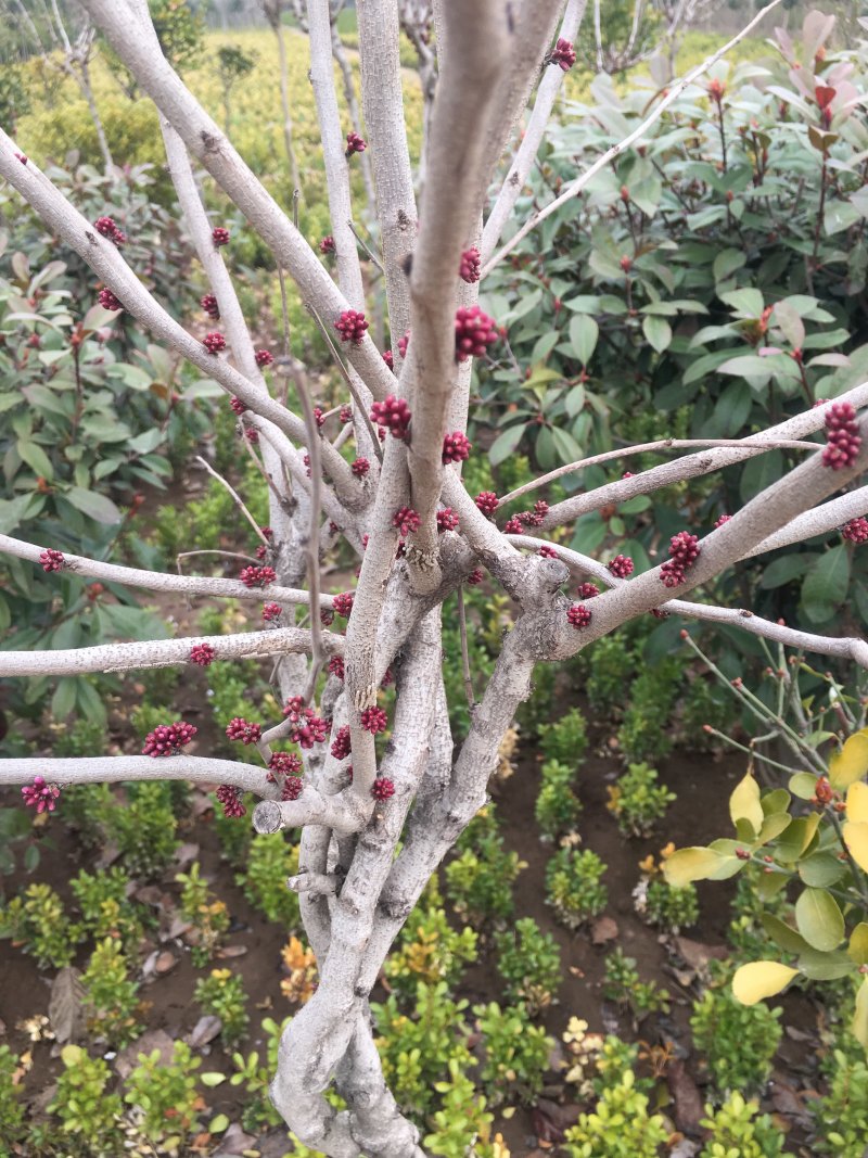 苗圃现有出圃紫荆花树小苗丛生独杆适合南北方种植