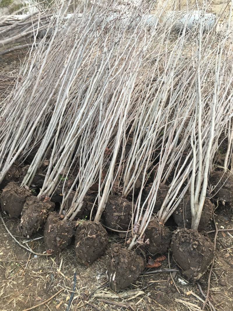 苗圃现有出圃紫荆花树小苗丛生独杆适合南北方种植