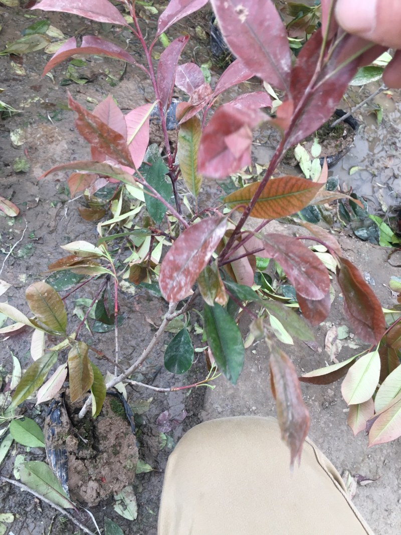 红叶石楠苗小杯苗大杯苗带土球小毛球彩色苗苗圃货源充足