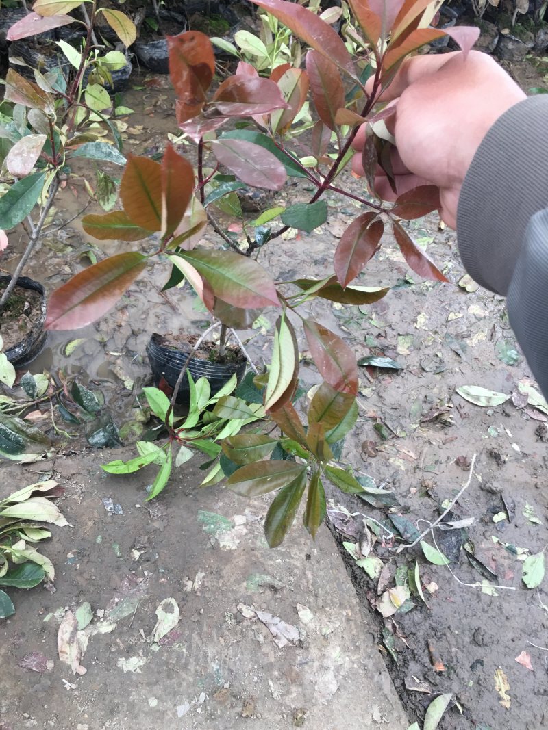红叶石楠苗小杯苗大杯苗带土球小毛球彩色苗苗圃货源充足