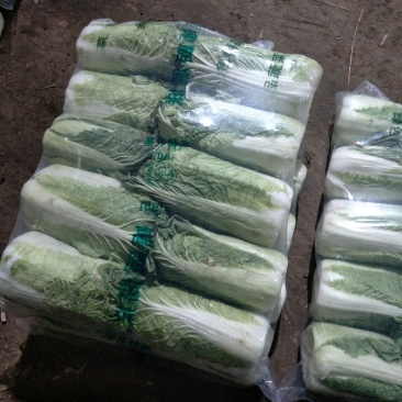 万亩冬储窖藏大白菜（北京三号）大量供应，货源充足