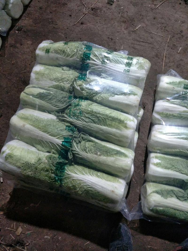 万亩冬储窖藏大白菜（北京三号）大量供应，货源充足