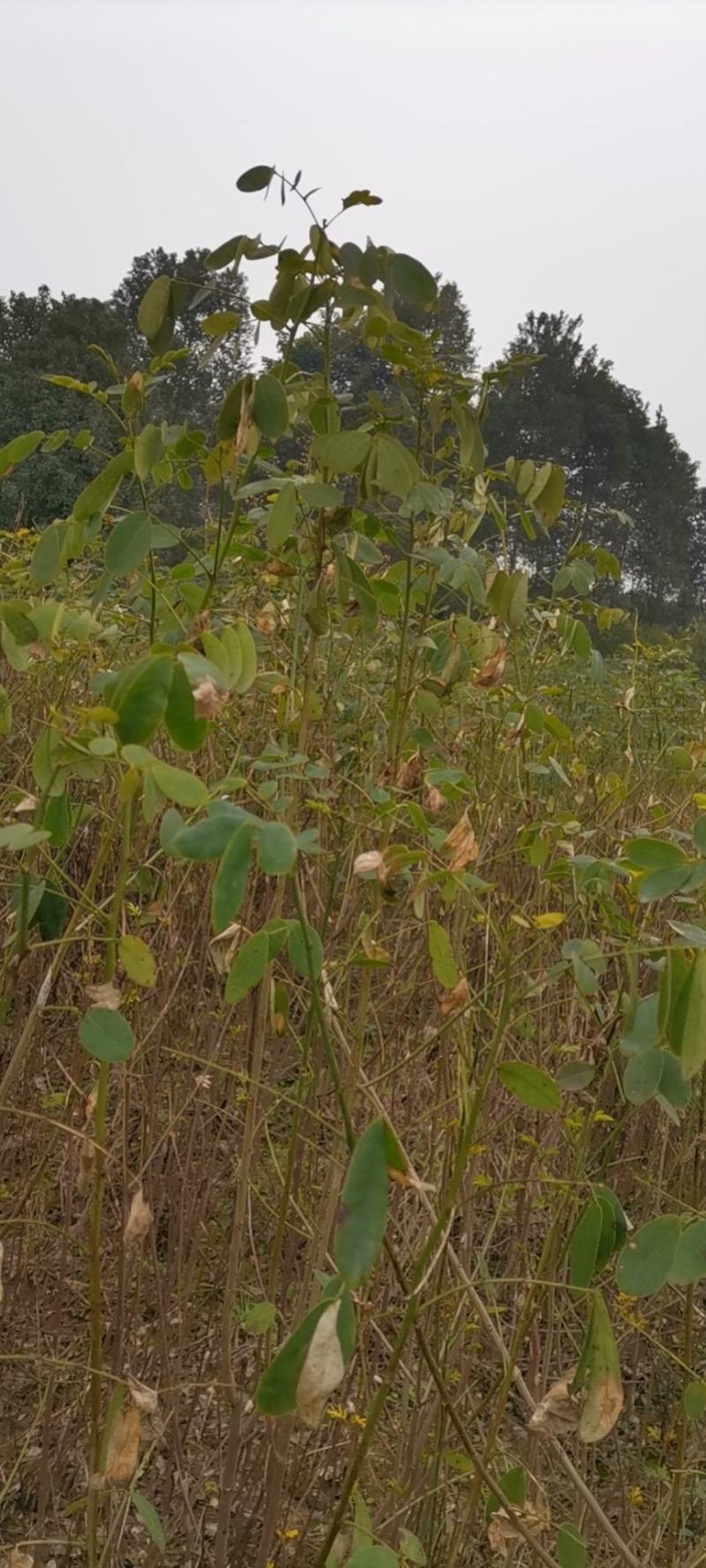 黄花槐（双荚槐）开金黄色花朵，适合高度路公园，以及造林