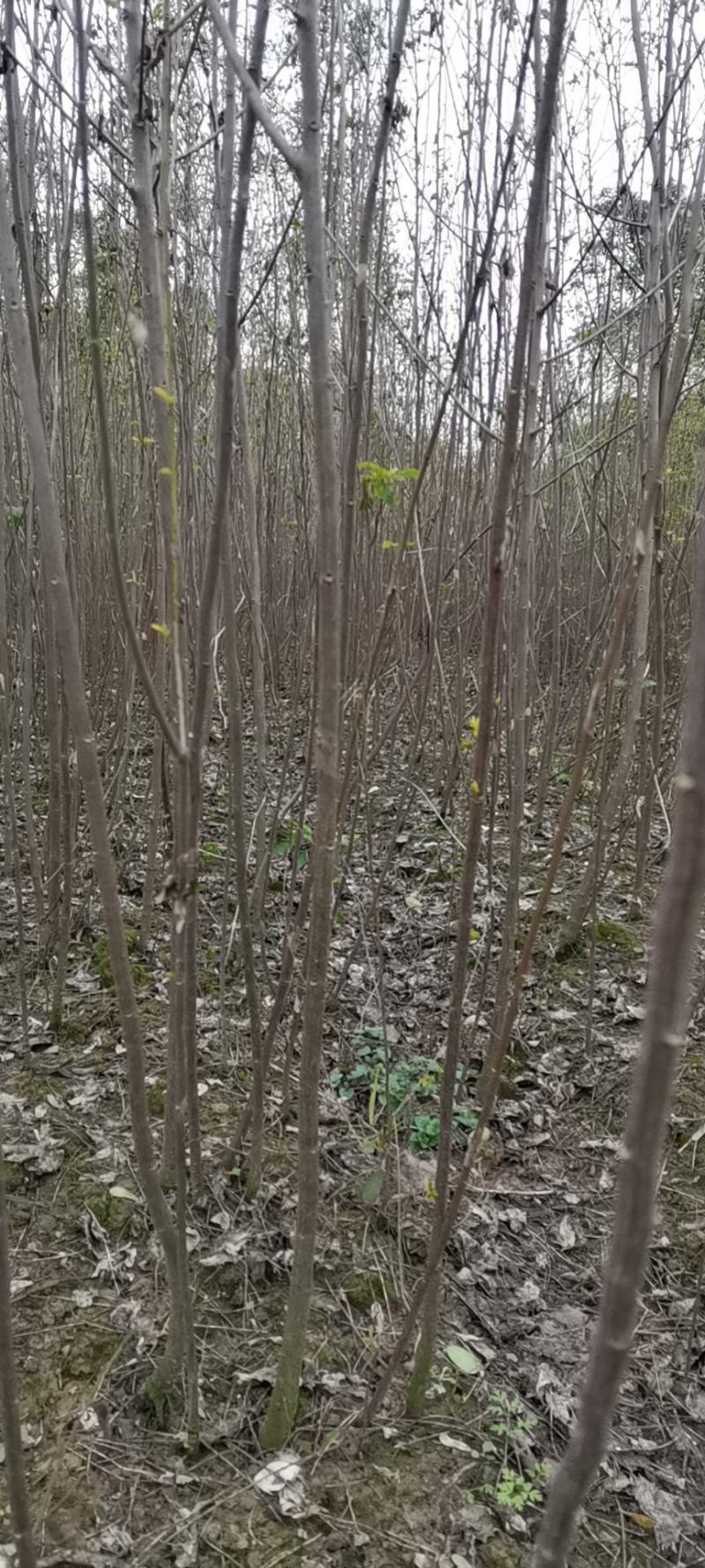 黄花槐（双荚槐）开金黄色花朵，适合高度路公园，以及造林