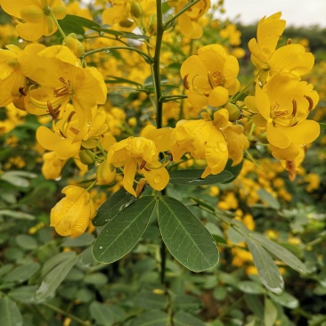 黄花槐（双荚槐）开金黄色花朵，适合高度路公园，以及造林