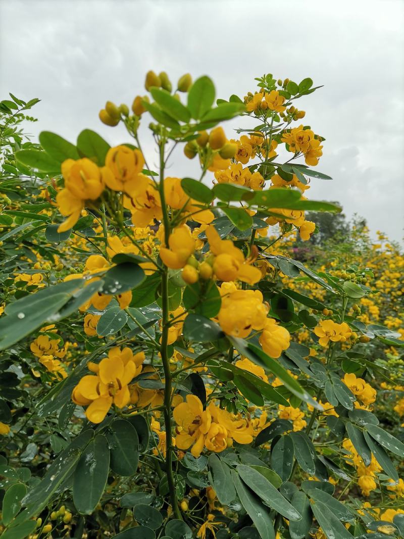 黄花槐（双荚槐）开金黄色花朵，适合高度路公园，以及造林