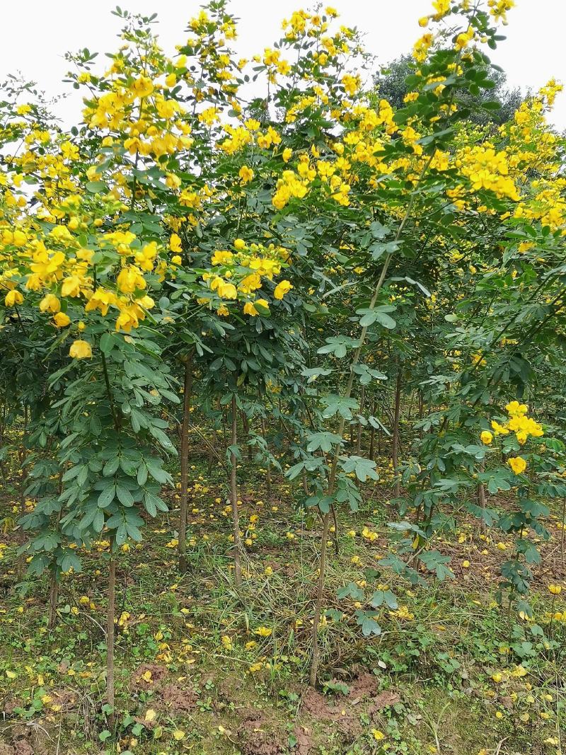 黄花槐（双荚槐）开金黄色花朵，适合高度路公园，以及造林