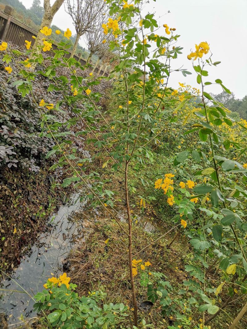 黄花槐（双荚槐）开金黄色花朵，适合高度路公园，以及造林