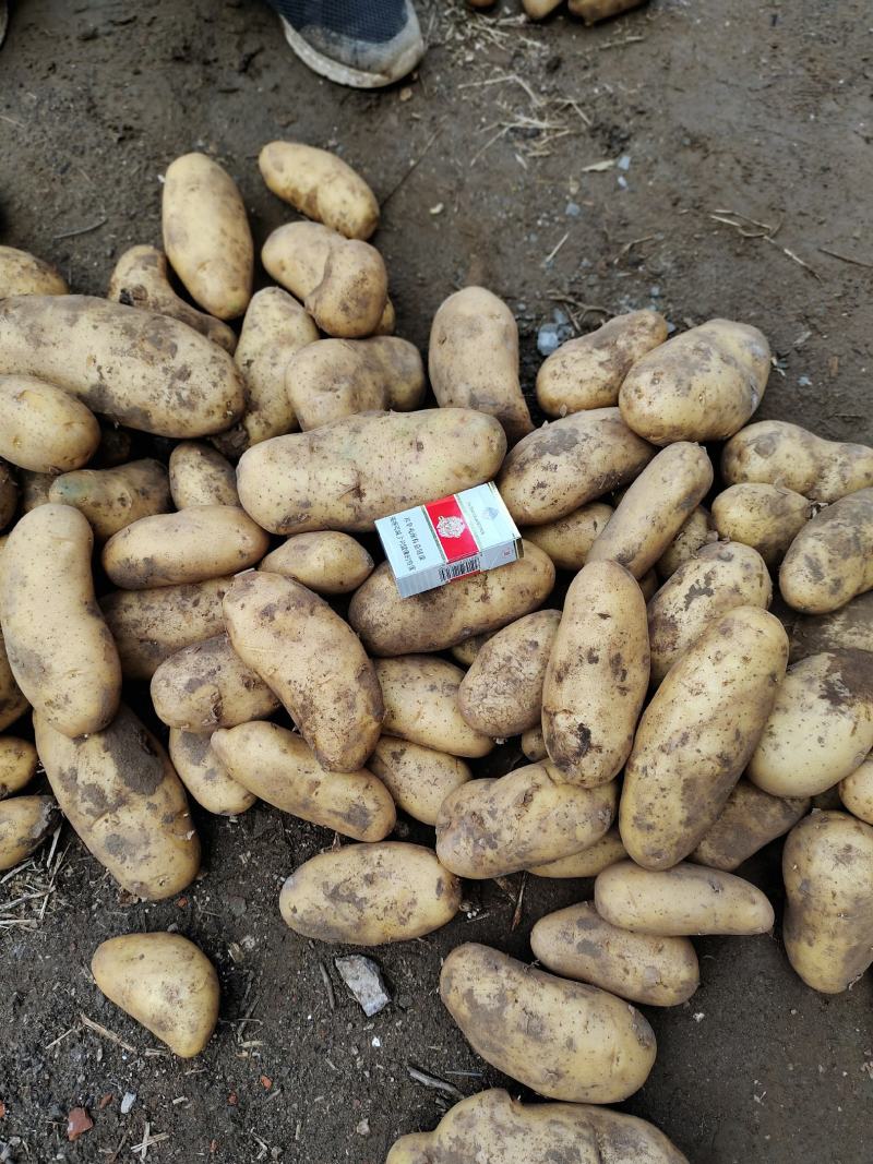 思凡特黄芯土豆张家口沽源产货在蠡县