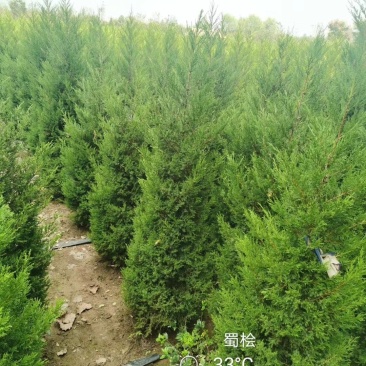 塔柏40高到2米的塔柏包成活基地直发量大从优