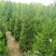 塔柏40高到2米的塔柏包成活基地直发量大从优