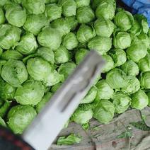 山东省蔬菜基地，牛心甘蓝大量有货产地直售价格公开。