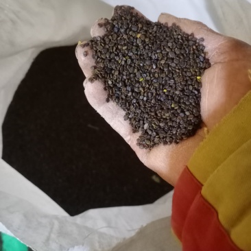 黄芪种子有要联系我数量有限