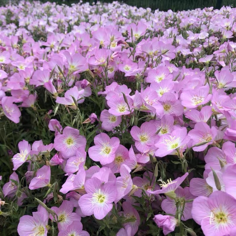 美丽月见草种子宿根多年生花海种子花期久多季开户