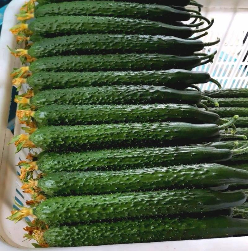 密刺黄瓜交易中心绿瓤绿肉带花带刺商超电商市场直发