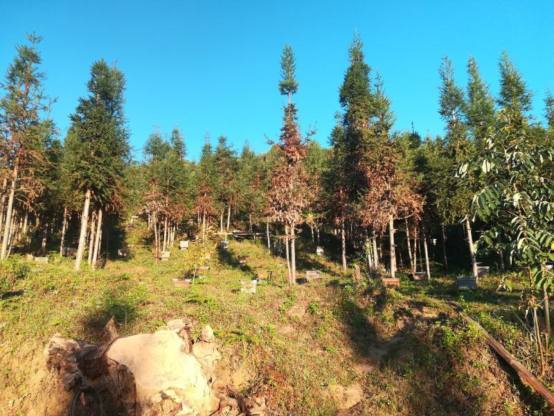 云南西盟佤族自治县大山生态蜜