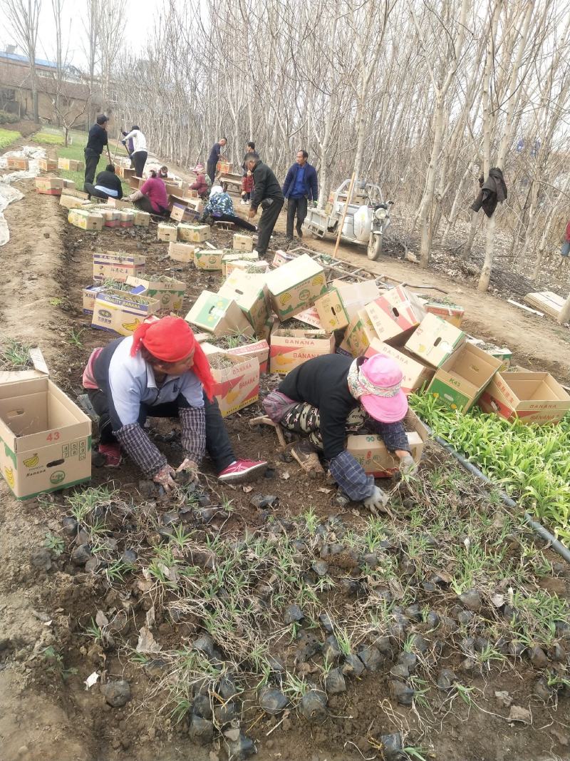 金娃娃萱草营养杯苗露天苗根系好，欢迎来电咨询