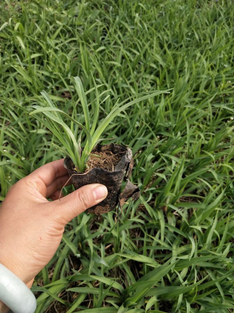 金娃娃萱草营养杯苗露天苗根系好，欢迎来电咨询
