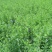 草种黑麦草狗牙根高羊茅四季青等草籽批发零售
