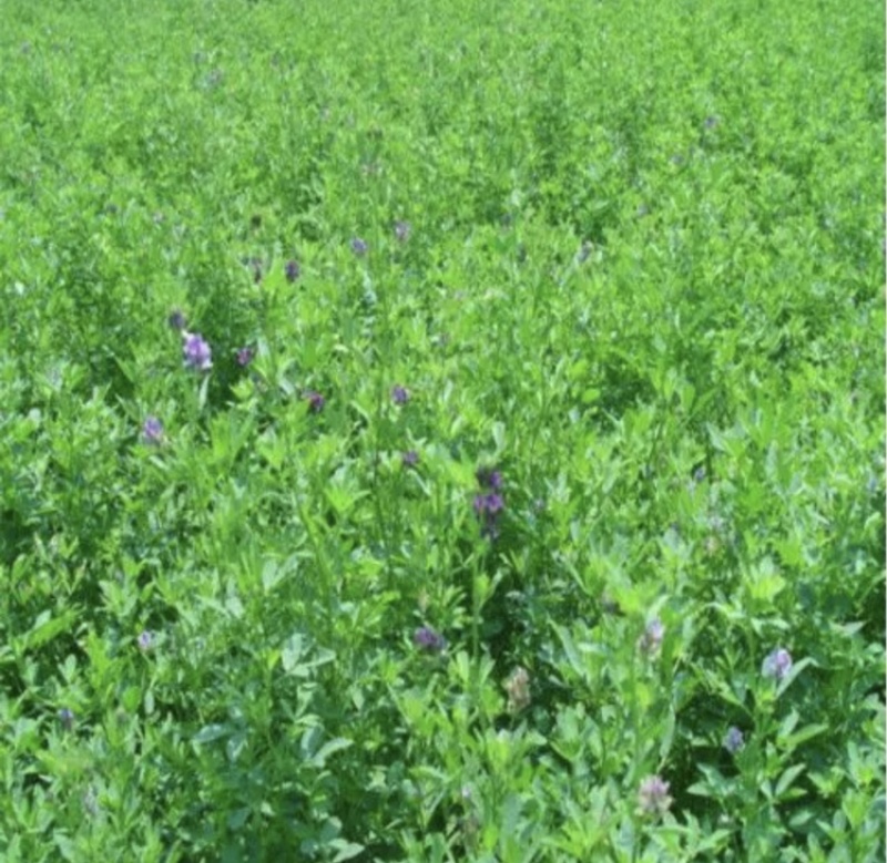 草种黑麦草狗牙根高羊茅四季青等草籽批发零售