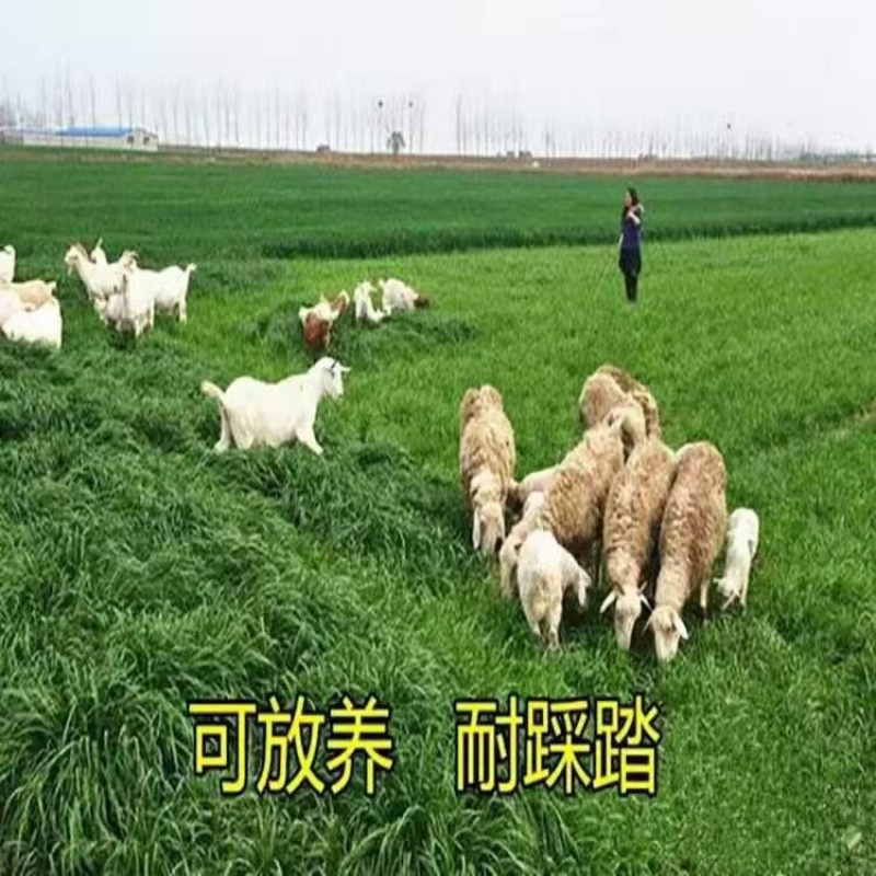 草种黑麦草狗牙根高羊茅四季青等草籽批发零售