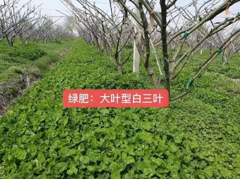 草种黑麦草狗牙根高羊茅四季青等草籽批发零售