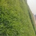草种黑麦草狗牙根高羊茅四季青等草籽批发零售