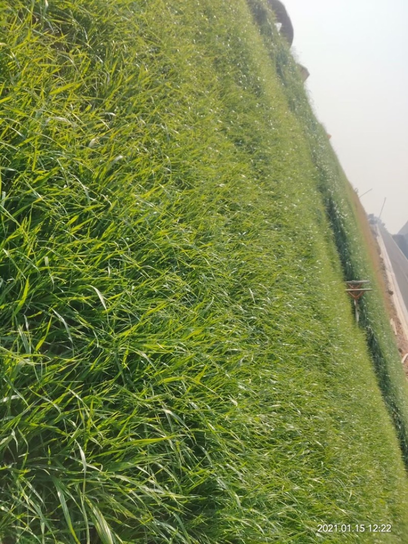 草种黑麦草狗牙根高羊茅四季青等草籽批发零售