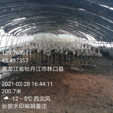 农家散养大笨鹅，山林溜达鸡